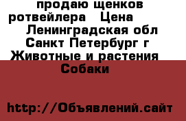 продаю щенков ротвейлера › Цена ­ 20 000 - Ленинградская обл., Санкт-Петербург г. Животные и растения » Собаки   